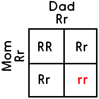 Punnett square for two Rr parents