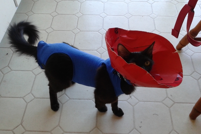 red cone, blue sock, black kitty